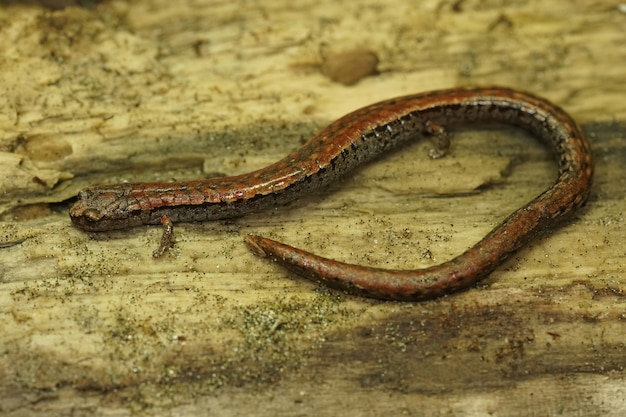 Primer plano de salamandra delgada de California sobre una superficie de madera