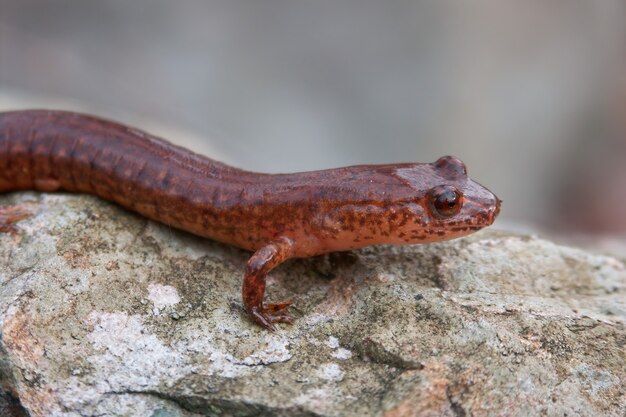 Primer plano de una salamandra de primavera, Gyrinophilus porhyriticus sobre una roca