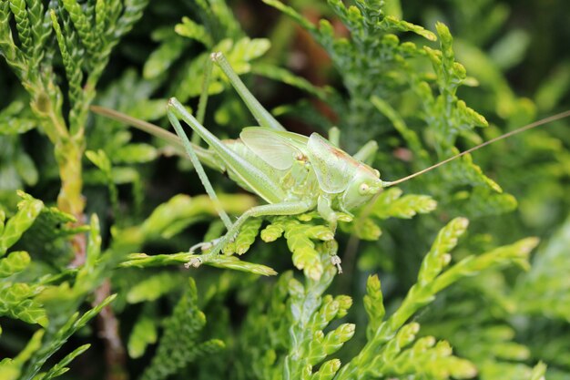 Primer plano de un saltamontes en las hojas de una planta en un jardín.