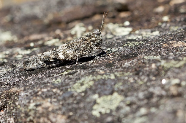 Primer plano de un saltamontes sobre una superficie rocosa