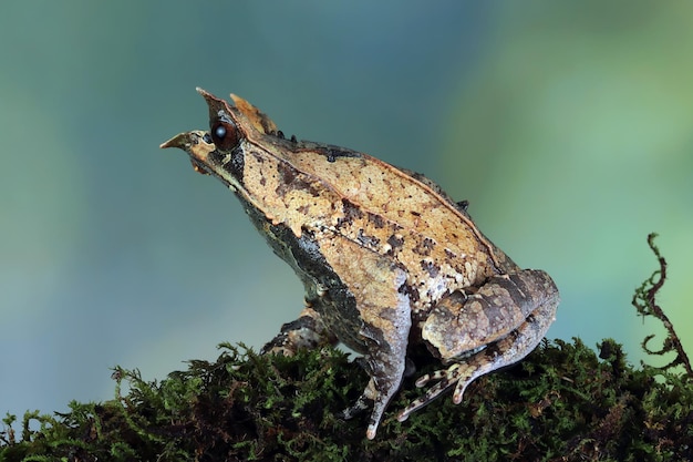 Primer plano de sapo Megophrys nasuta sobre musgo verde