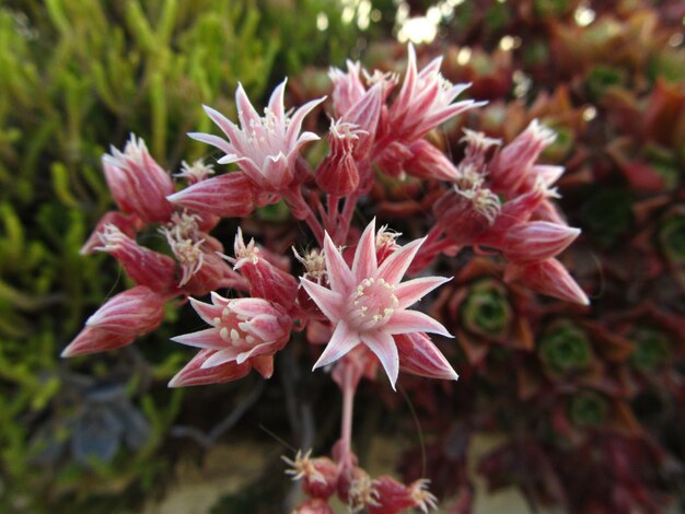 Primer plano de sedum anglicum rodeado de vegetación bajo la luz del sol con un fondo borroso