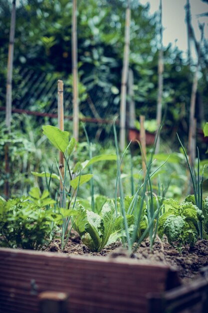 Primer plano selectivo de la brotación de plantas en un jardín.