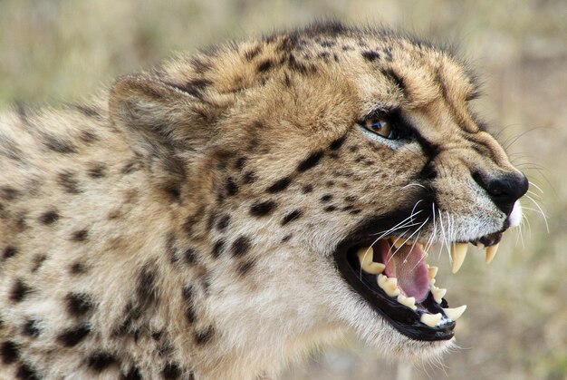 Primer plano selectivo de un guepardo con la boca abierta
