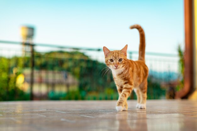 Primer plano selectivo de un lindo gatito caminando en el patio