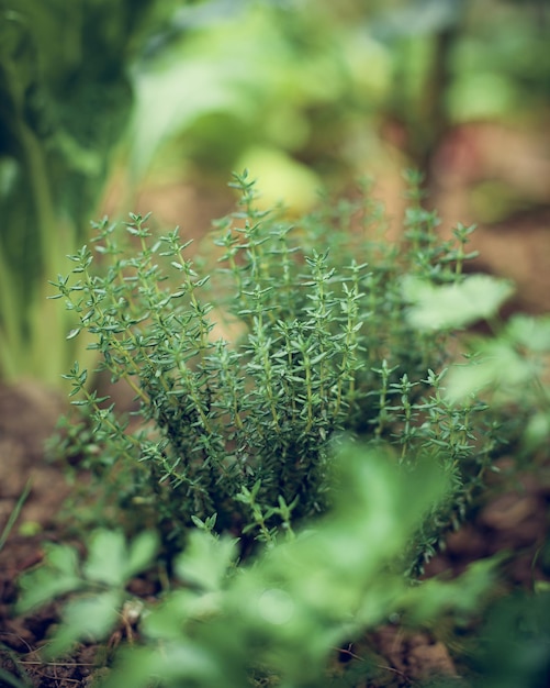 Foto gratuita primer plano selectivo de la planta de brotación de timo en un jardín.