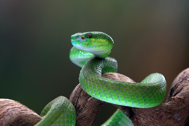 Primer plano de serpiente albolaris verde en rama serpiente víbora verde en rama