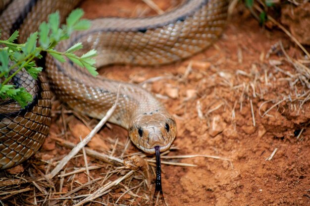 Primer plano de serpiente de escalera con lengua afuera