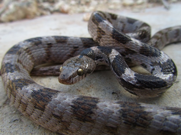 Primer plano de una serpiente gato Soosan europea arrastrándose por el suelo en Malta