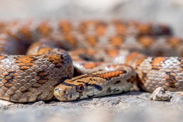 Primer plano de una serpiente leopardo adulta acurrucada