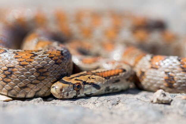 Primer plano de una serpiente leopardo adulta acurrucada