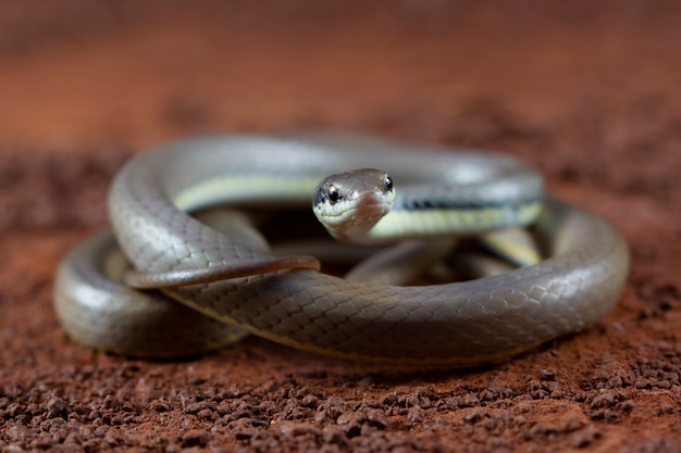 Primer plano de la serpiente Liopeltis en hojas verdes vista frontal de la serpiente leopeltis