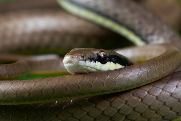 Primer plano de la serpiente Liopeltis en hojas verdes