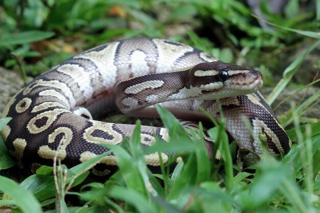 Primer plano de serpiente phyton de bola sobre hierba Primer plano de serpiente phyton de bola piel Primer plano de serpiente phyton de bola