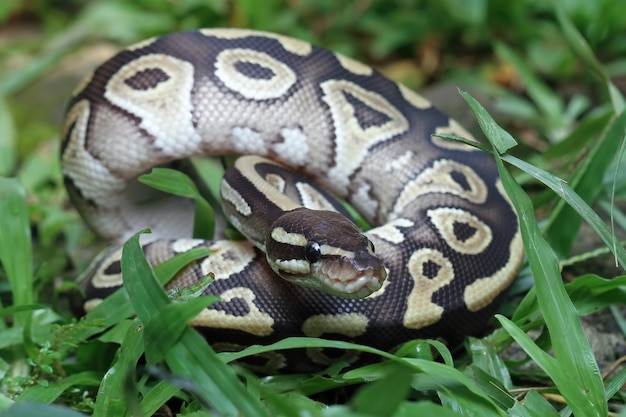 Primer plano de serpiente phyton de bola sobre hierba Primer plano de serpiente phyton de bola piel Primer plano de serpiente phyton de bola