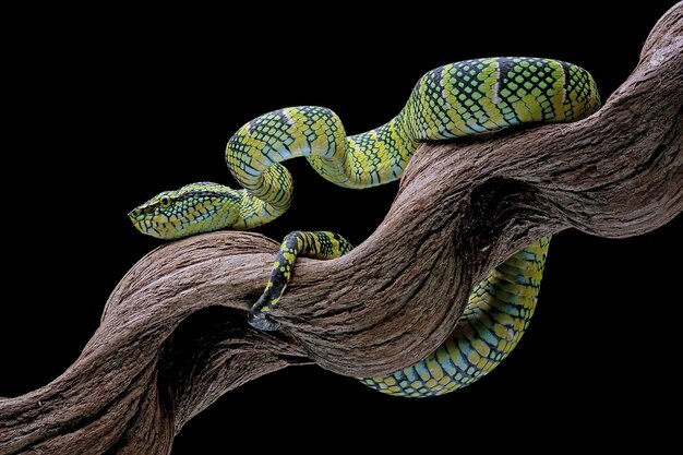 Primer plano de la serpiente Tropidolaemus wagleri en la rama Serpiente víbora Serpiente wagleri de hermoso color Tropidolaemus wagleri