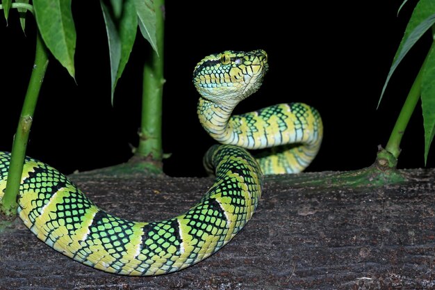 Primer plano de la serpiente Tropidolaemus wagleri en la rama Serpiente víbora Serpiente wagleri de hermoso color Tropidolaemus wagleri