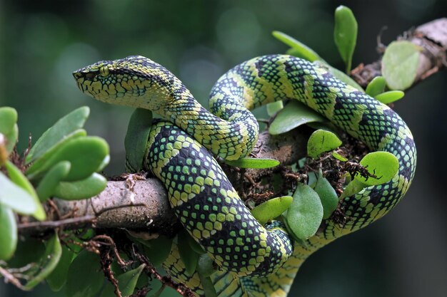 Primer plano de la serpiente Tropidolaemus wagleri en la rama Serpiente víbora Serpiente wagleri de hermoso color Tropidolaemus wagleri