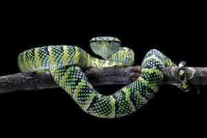 Foto gratuita primer plano de serpiente tropidolaemus wagleri en rama serpiente víbora