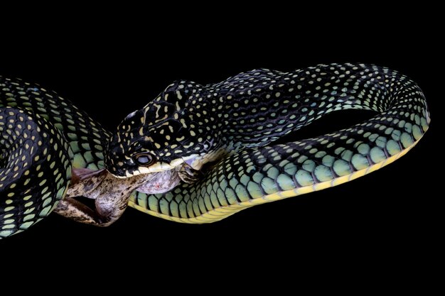 Primer plano de serpiente voladora sobre negro