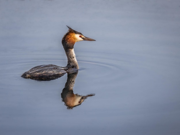 Foto gratuita primer plano de una seta venenosa en el lago en un día soleado