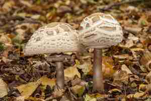 Foto gratuita primer plano de setas en el bosque rodeado de hojas secas de otoño