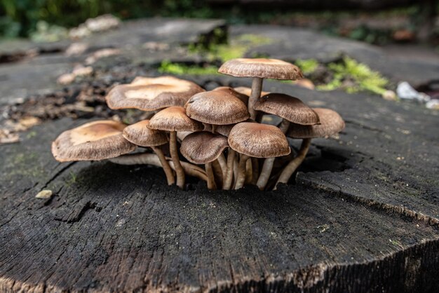 Primer plano de setas de miel que crecen en un viejo tocón de árbol