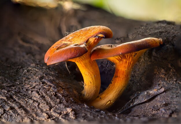 Primer plano de setas Omphalotus olearius