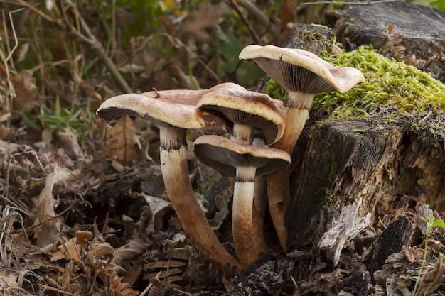 Primer plano de shitakes en el bosque rodeado de hojas secas en otoño