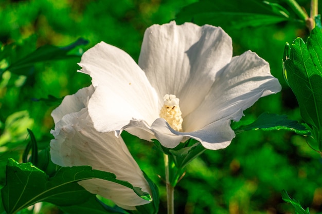 Primer plano de un shoeblackplant blanco en un campo bajo la luz del sol