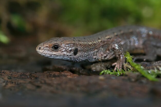 Primer plano sobre la cabeza del lagarto común europeo, Zootoca vivipare fuera