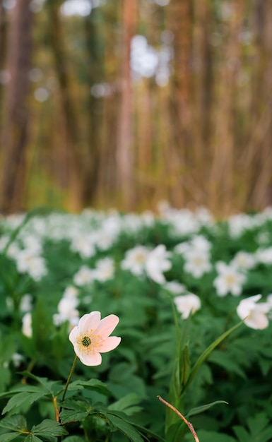 Primer plano sobre una hermosa anémona de madera o flores blancas de anémona no heladas en un bosque de pinos de primavera al atardecer Marco vertical de enfoque suave selectivo