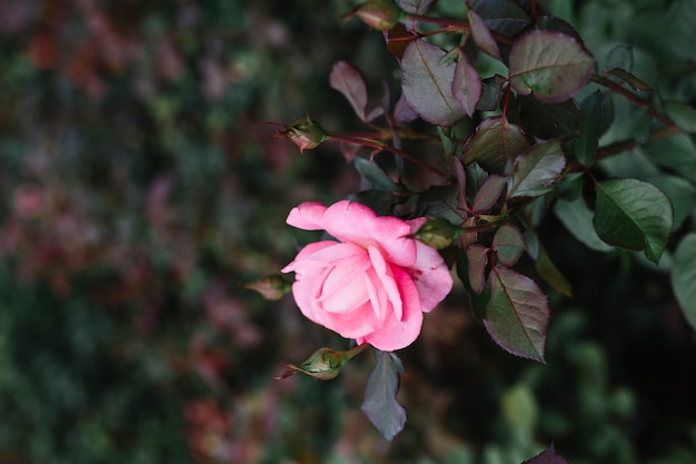 Primer plano de una sola flor rosa rosa