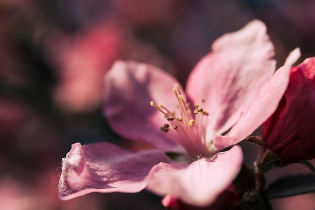 Primer plano de una sola flor rosa