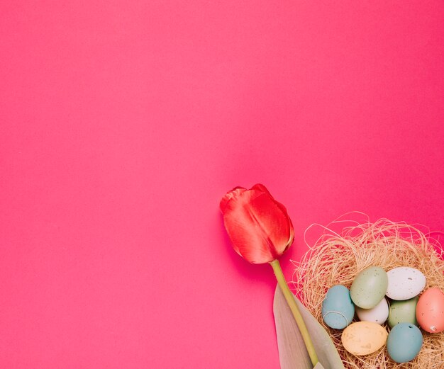 Primer plano de un solo tulipán rojo y coloridos huevos de Pascua en la esquina de fondo rosa