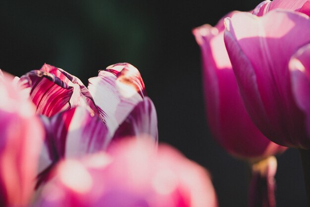 Primer plano de un solo tulipanes blancos y morados en un campo de tulipanes morados - concepto de individualidad