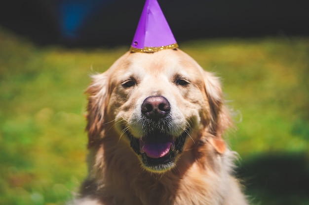 Primer plano de un sonriente Golden retriever con un sombrero de cumpleaños en un día soleado en Golden Gate Park, SF CA