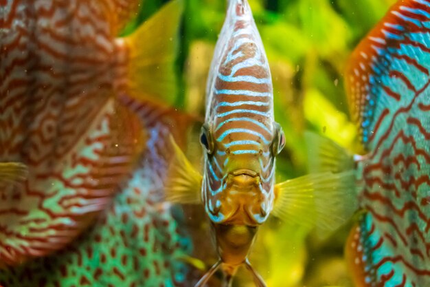 Primer plano submarino de hermosos peces disco marrón