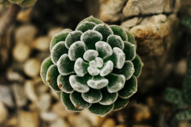 Primer plano de una suculenta rosa del desierto peluda