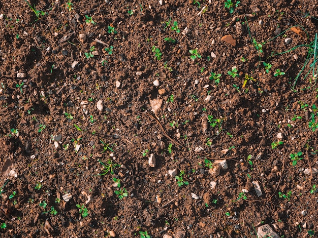 Primer plano del suelo del suelo con pequeños brotes verdes en un día soleado