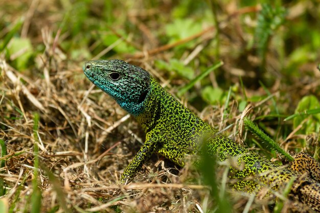 Primer plano superficial de lagarto esmeralda ibérico (Lacerta schreiberi) sobre el césped