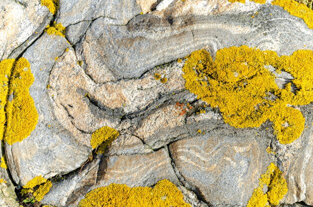 Primer plano de una superficie rocosa cubierta de musgo