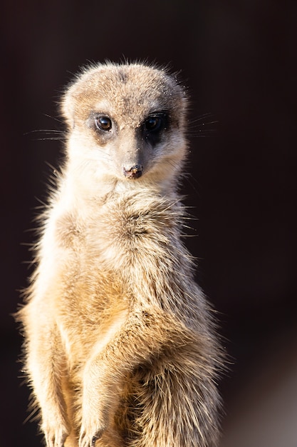 Foto gratuita primer plano de una suricata alerta mirando directamente