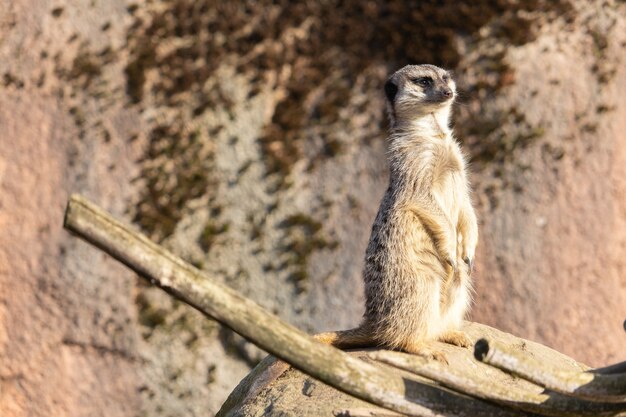 Primer plano de una suricata alerta de pie sobre una roca