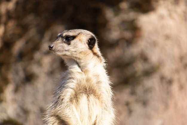 Primer plano de una suricata en busca de depredadores