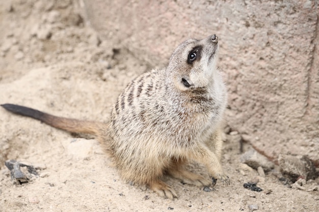 Foto gratuita primer plano de una suricata mirando hacia arriba