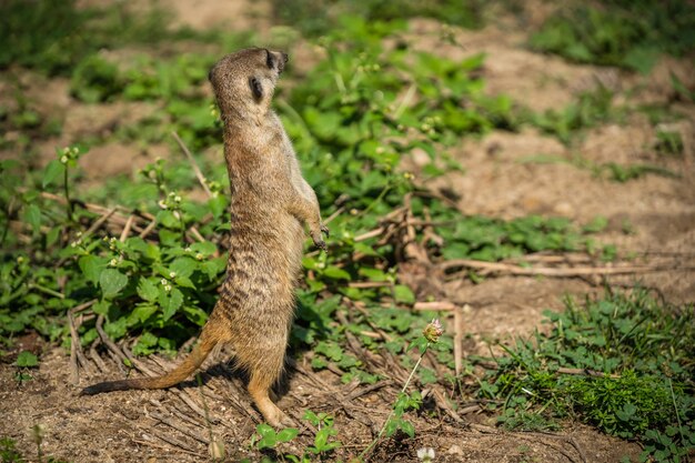 Primer plano de una suricata de pie en el suelo cubierto de vegetación bajo la luz del sol