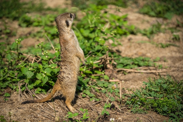 Primer plano de una suricata de pie en el suelo cubierto de vegetación bajo la luz del sol