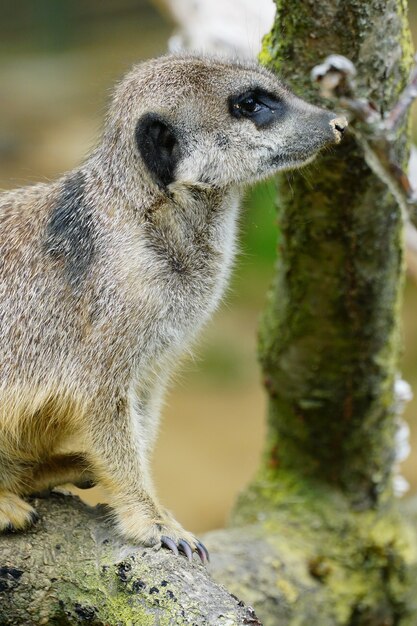 Primer plano de un suricata sentado en una rama de madera