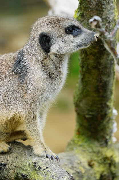 Primer plano de un suricata sentado en una rama de madera